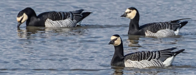 Naturalised Barnacle Goose census – Waterbird Colour-marking Group